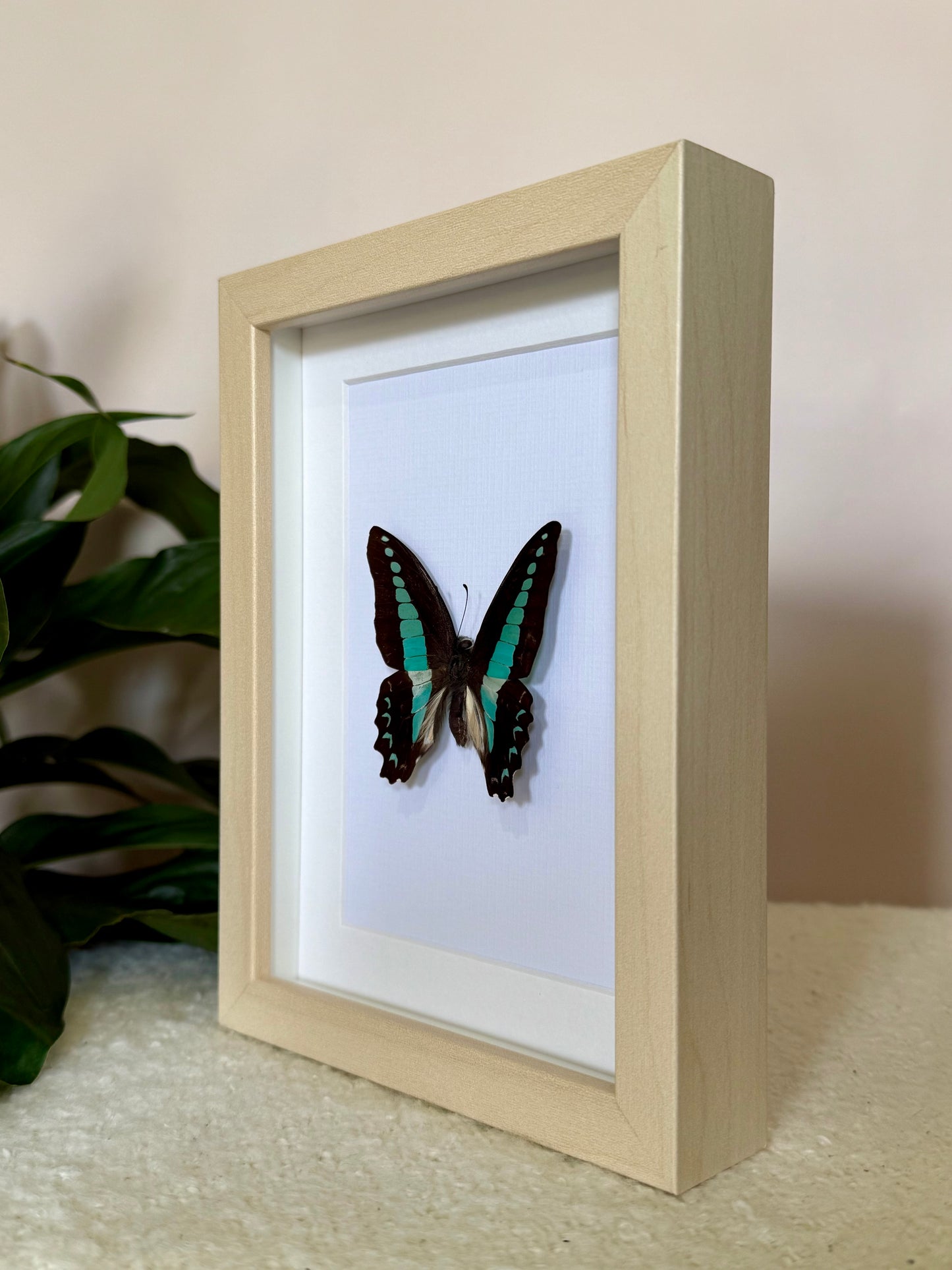 Blue Triangle Butterfly