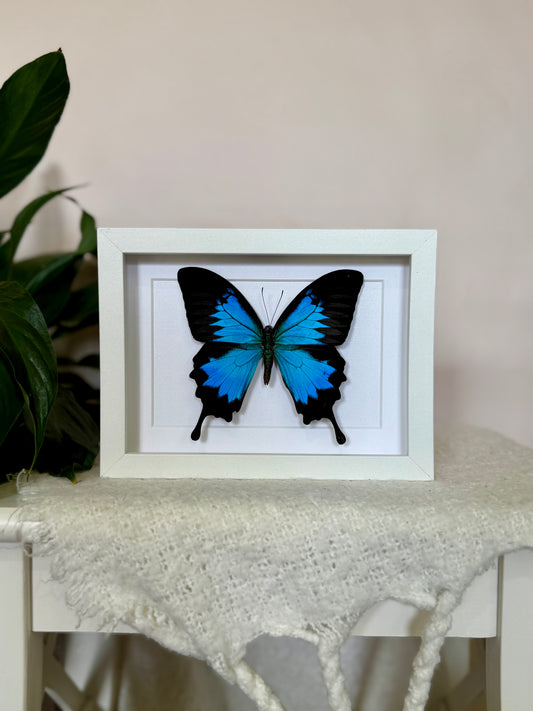 Ulysses Butterfly