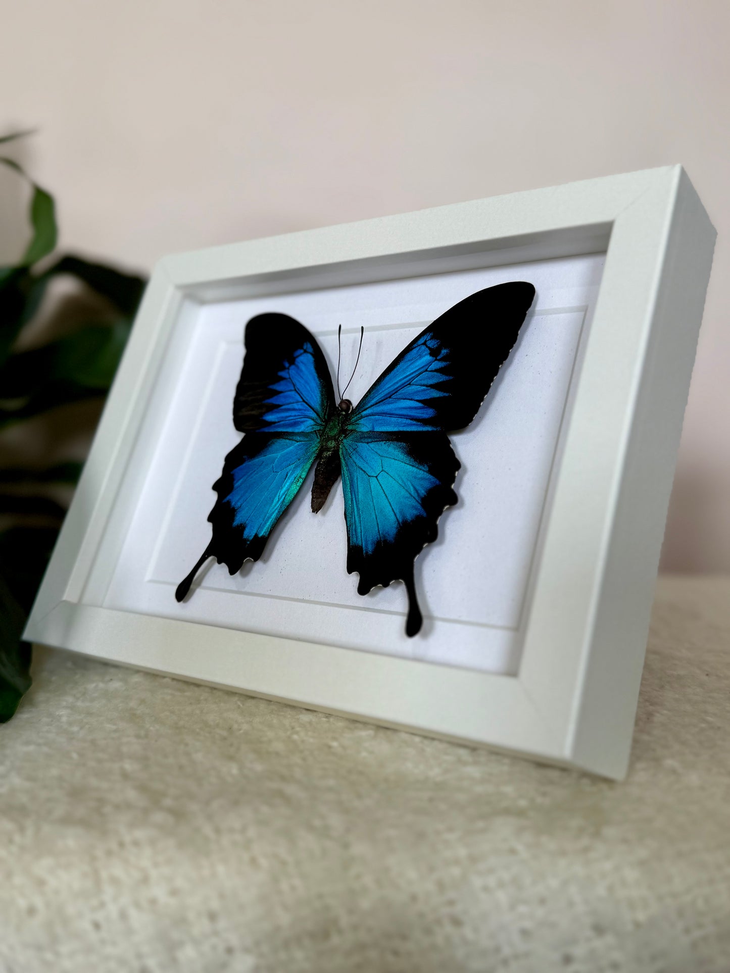 Ulysses Butterfly
