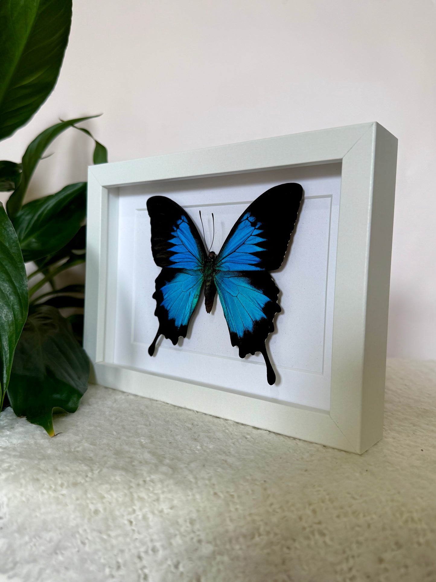 Ulysses Butterfly