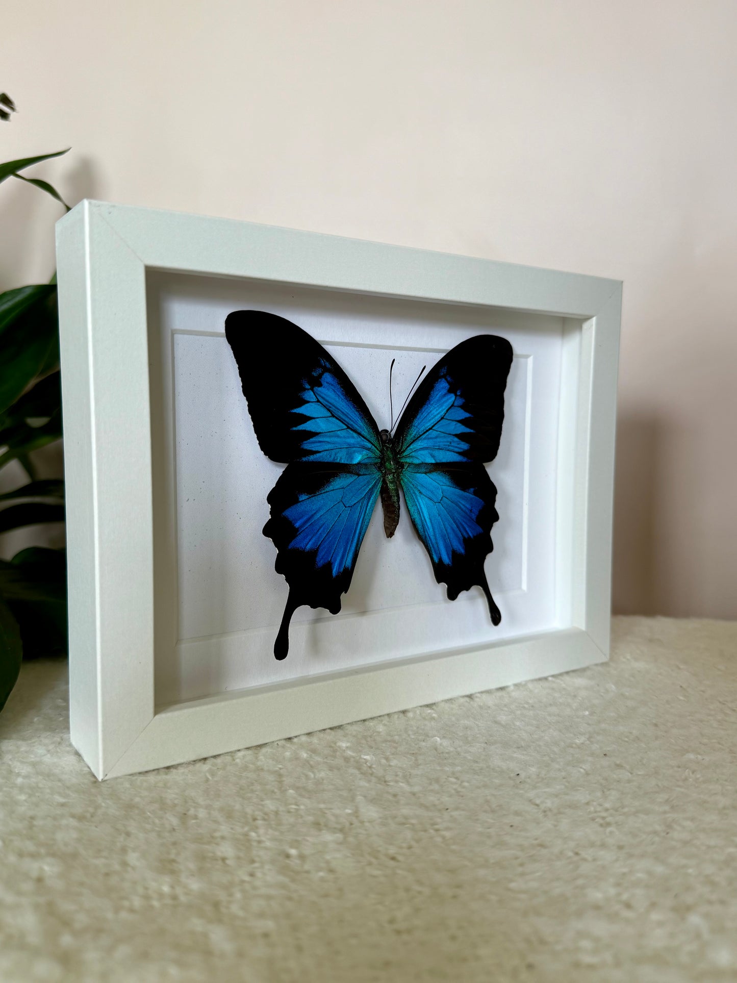 Ulysses Butterfly