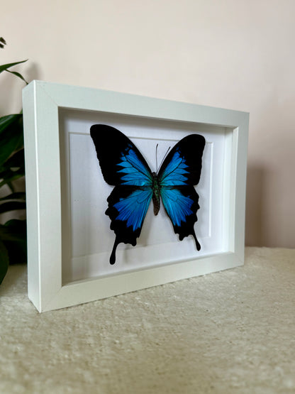 Ulysses Butterfly