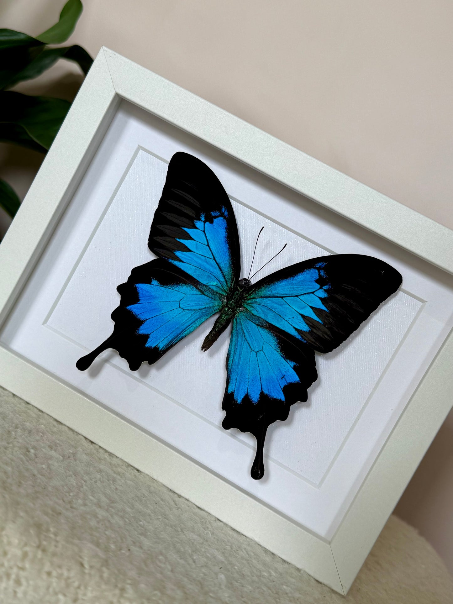 Ulysses Butterfly