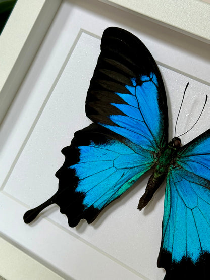 Ulysses Butterfly