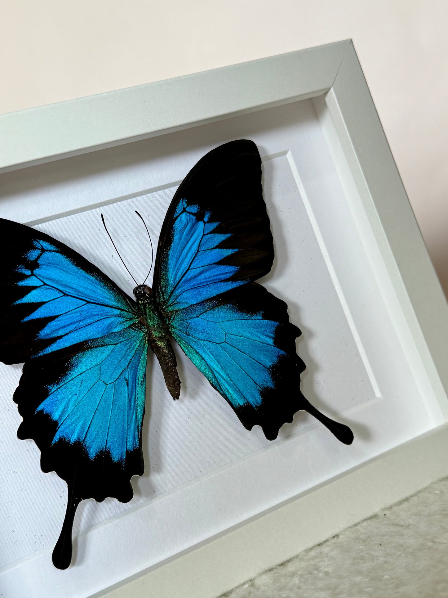 Ulysses Butterfly