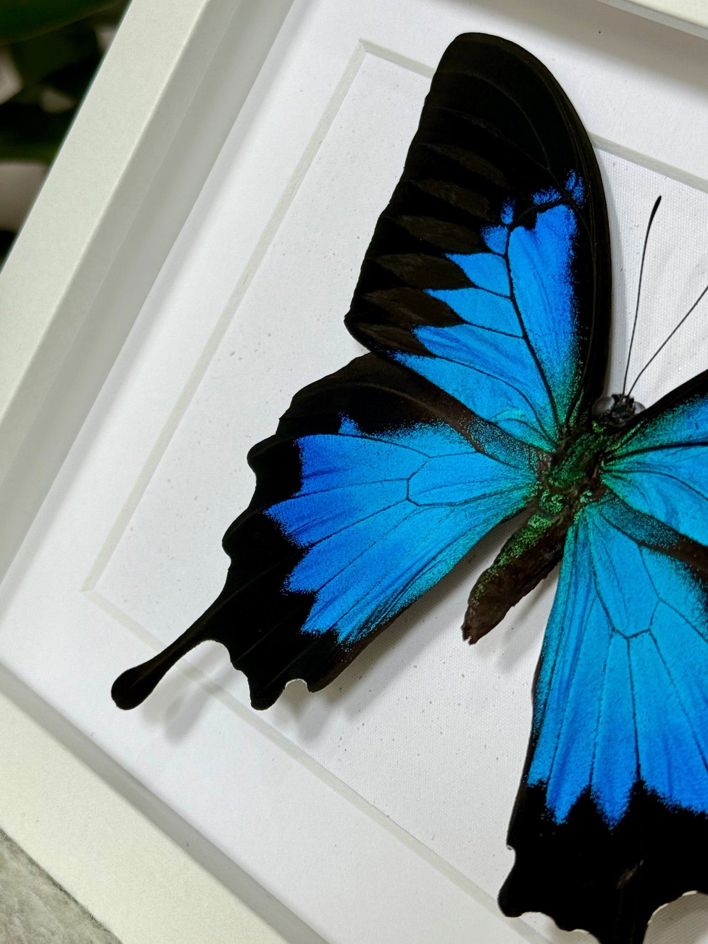 Ulysses Butterfly