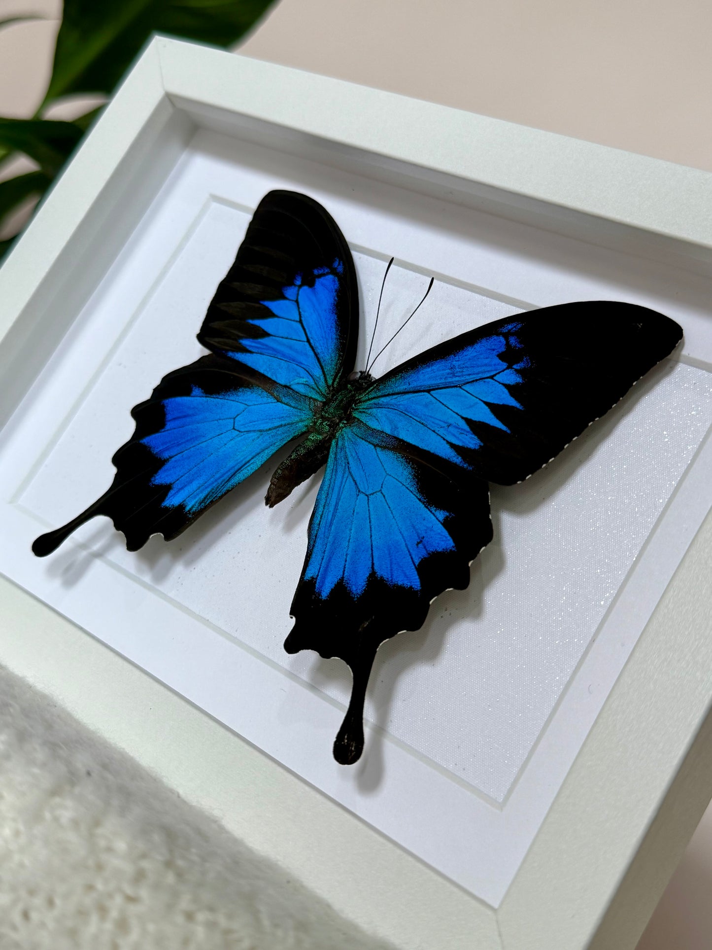 Ulysses Butterfly
