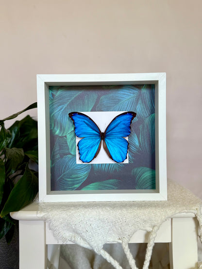 Giant Blue Morpho