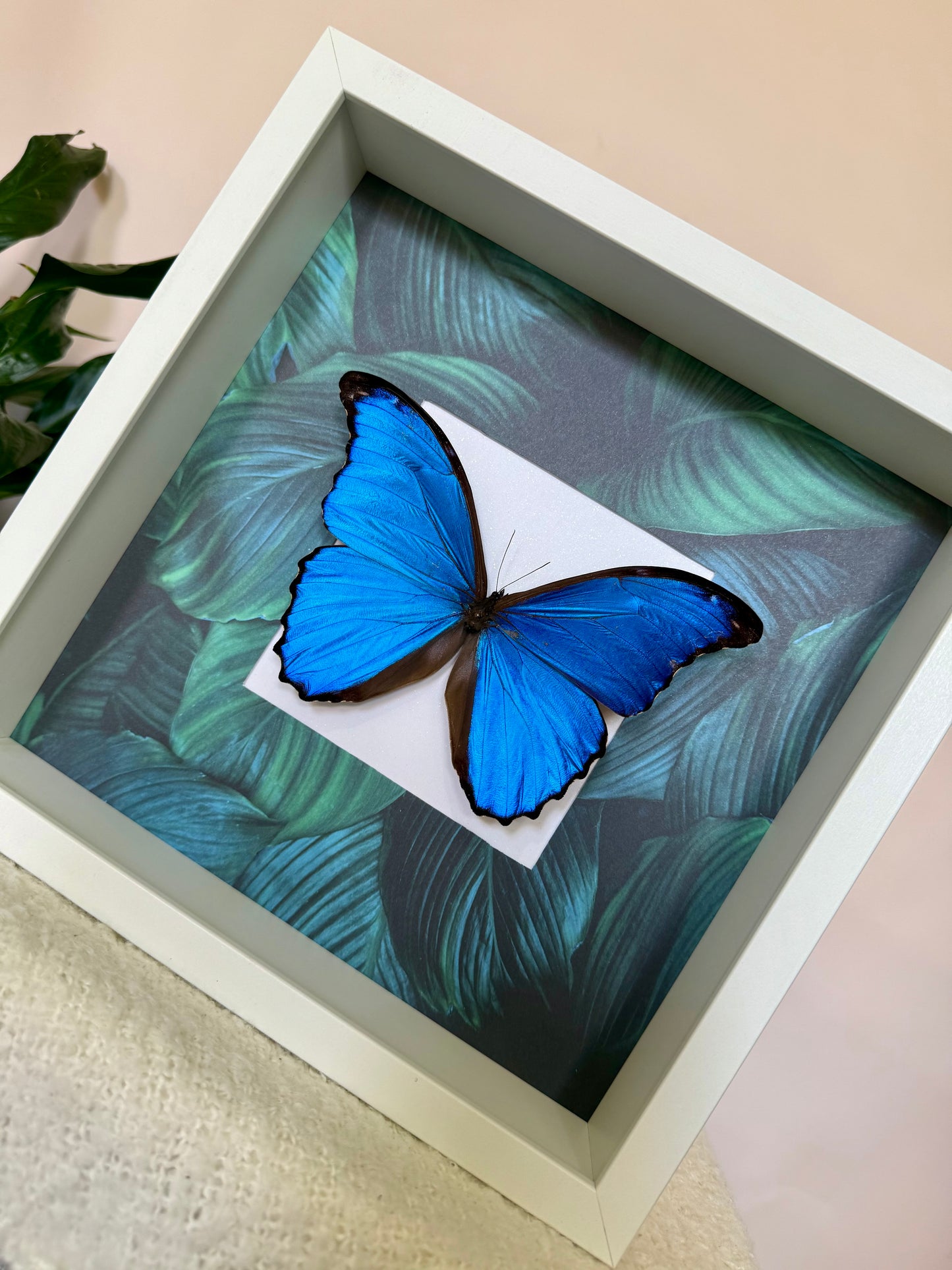 Giant Blue Morpho