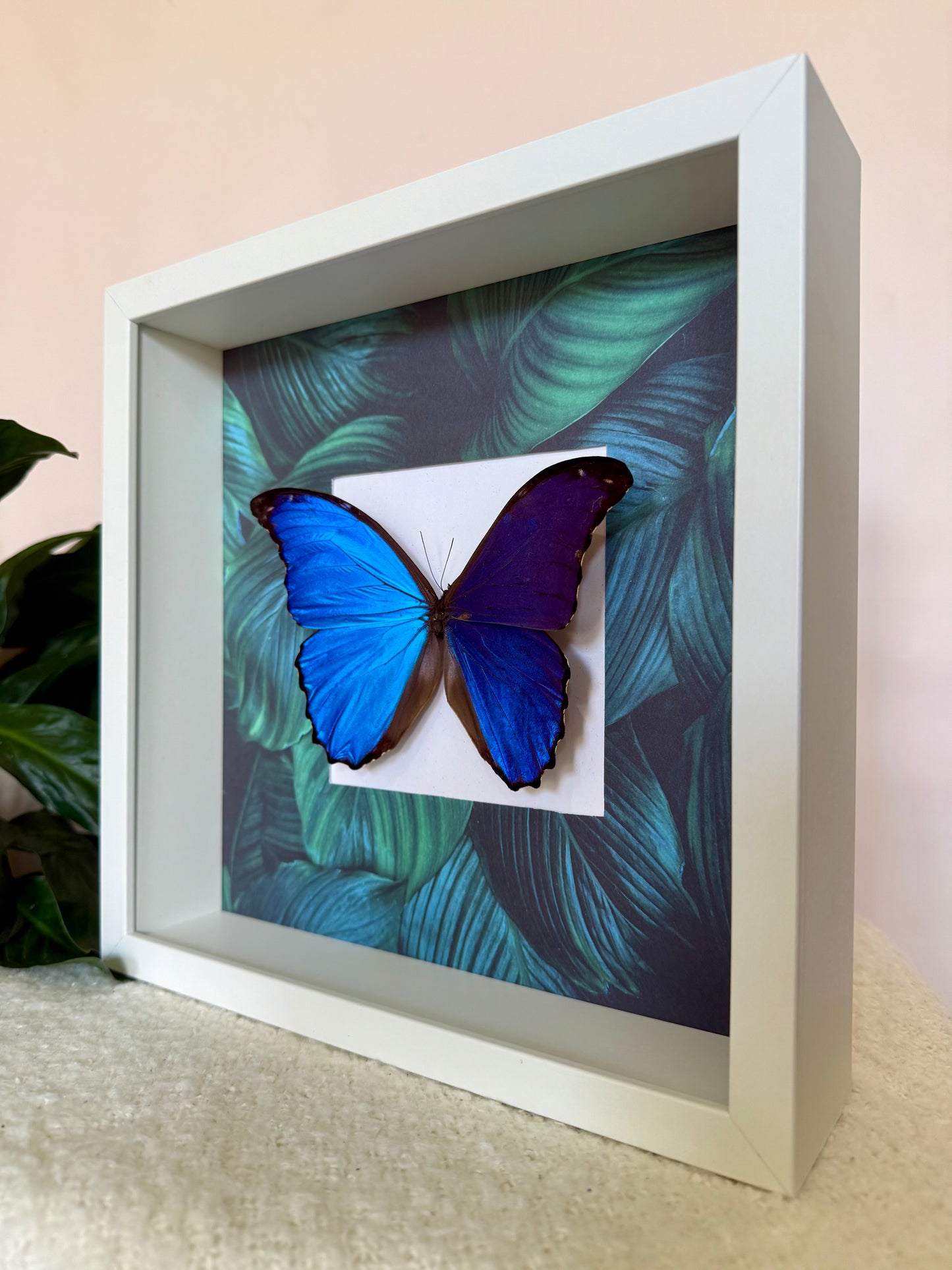 Giant Blue Morpho