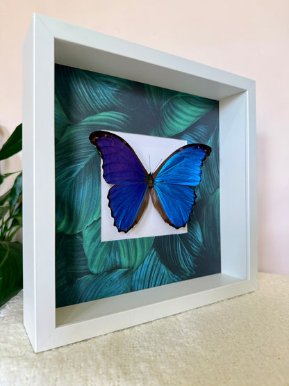 Giant Blue Morpho
