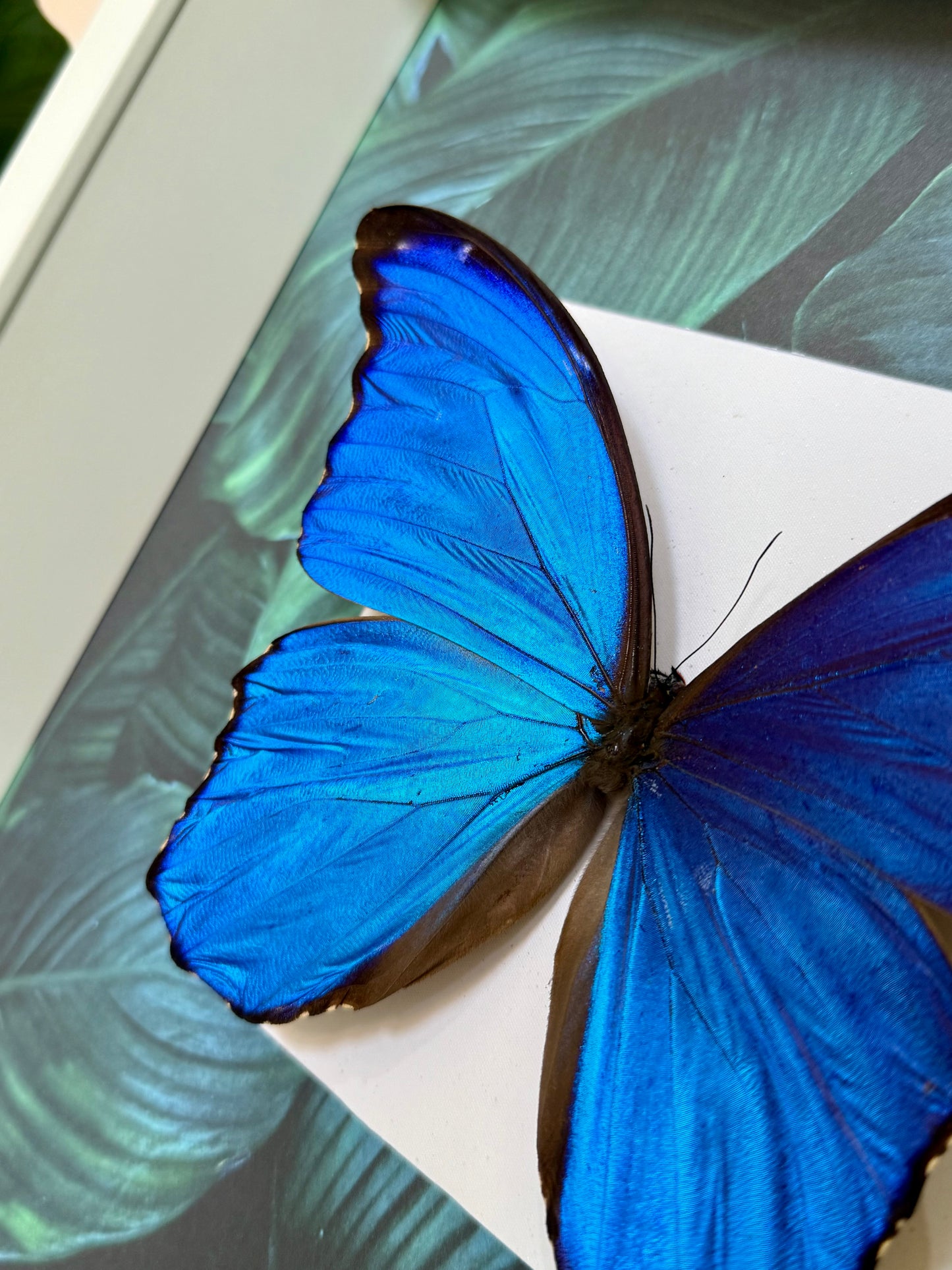 Giant Blue Morpho