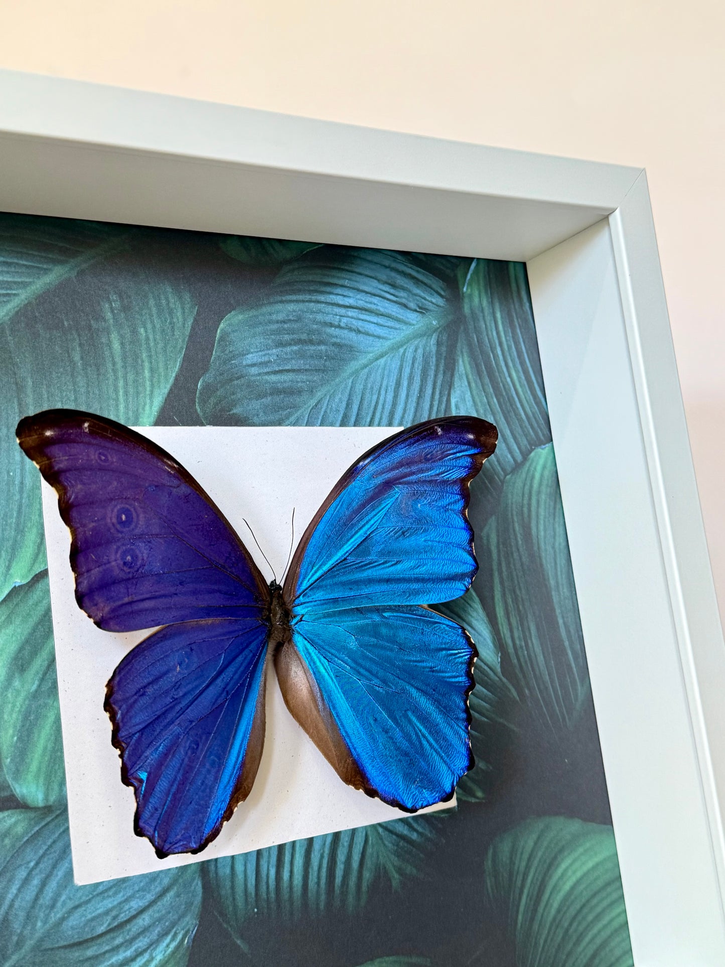 Giant Blue Morpho