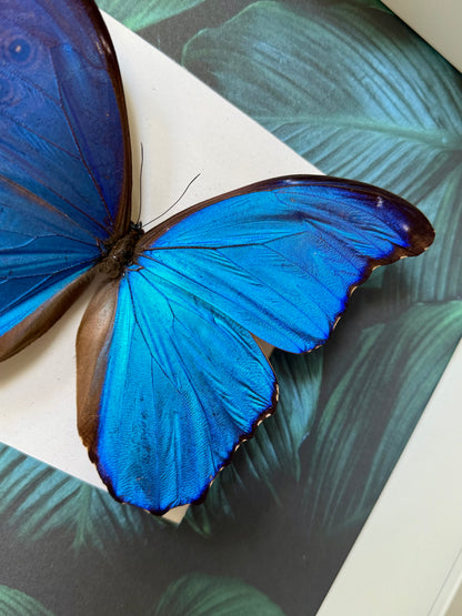 Giant Blue Morpho