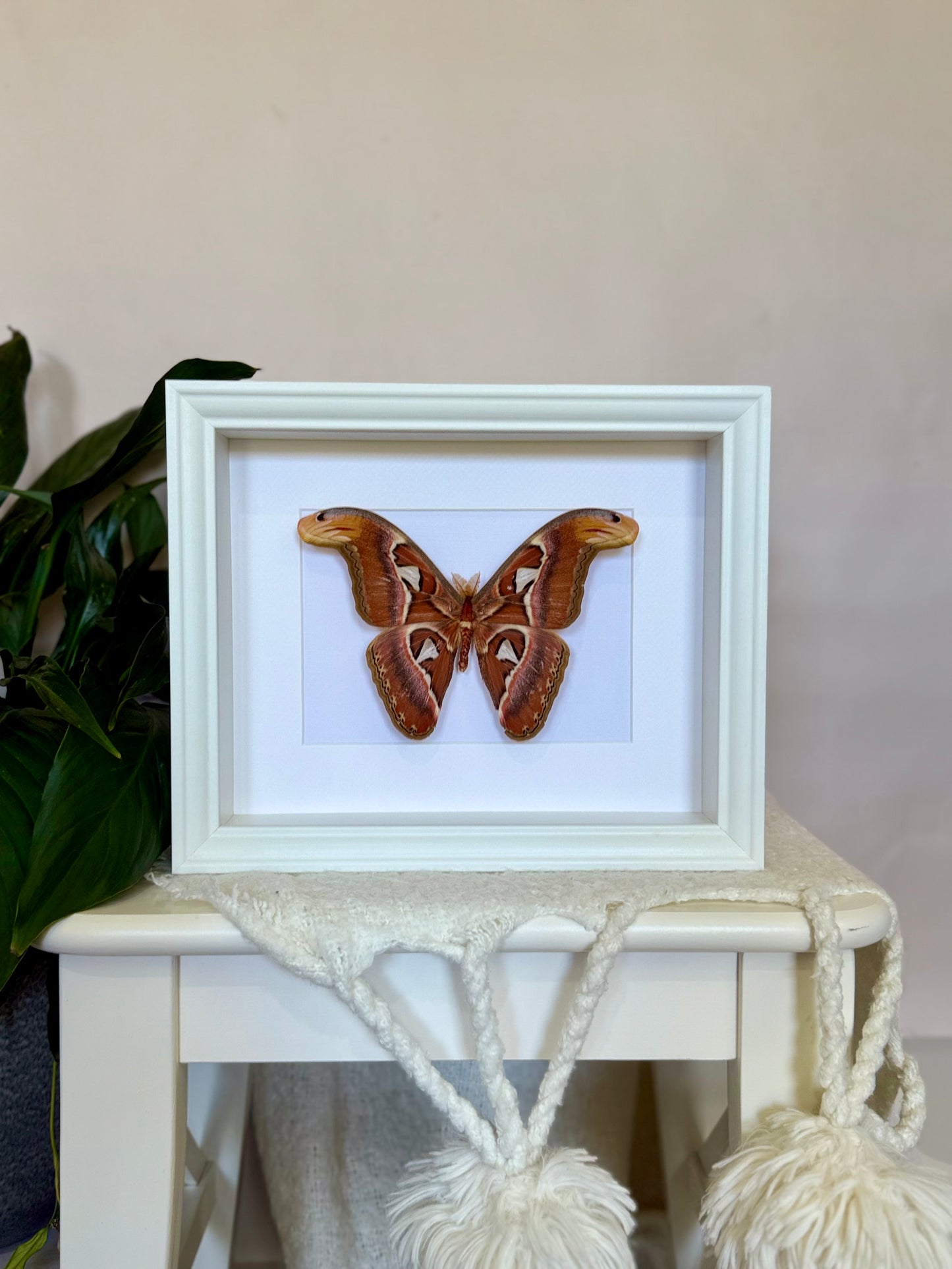 Male Atlas Moth