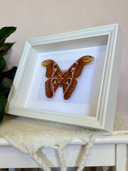 Male Atlas Moth