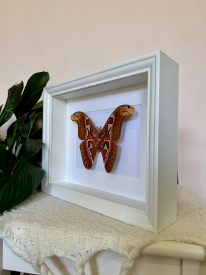 Male Atlas Moth