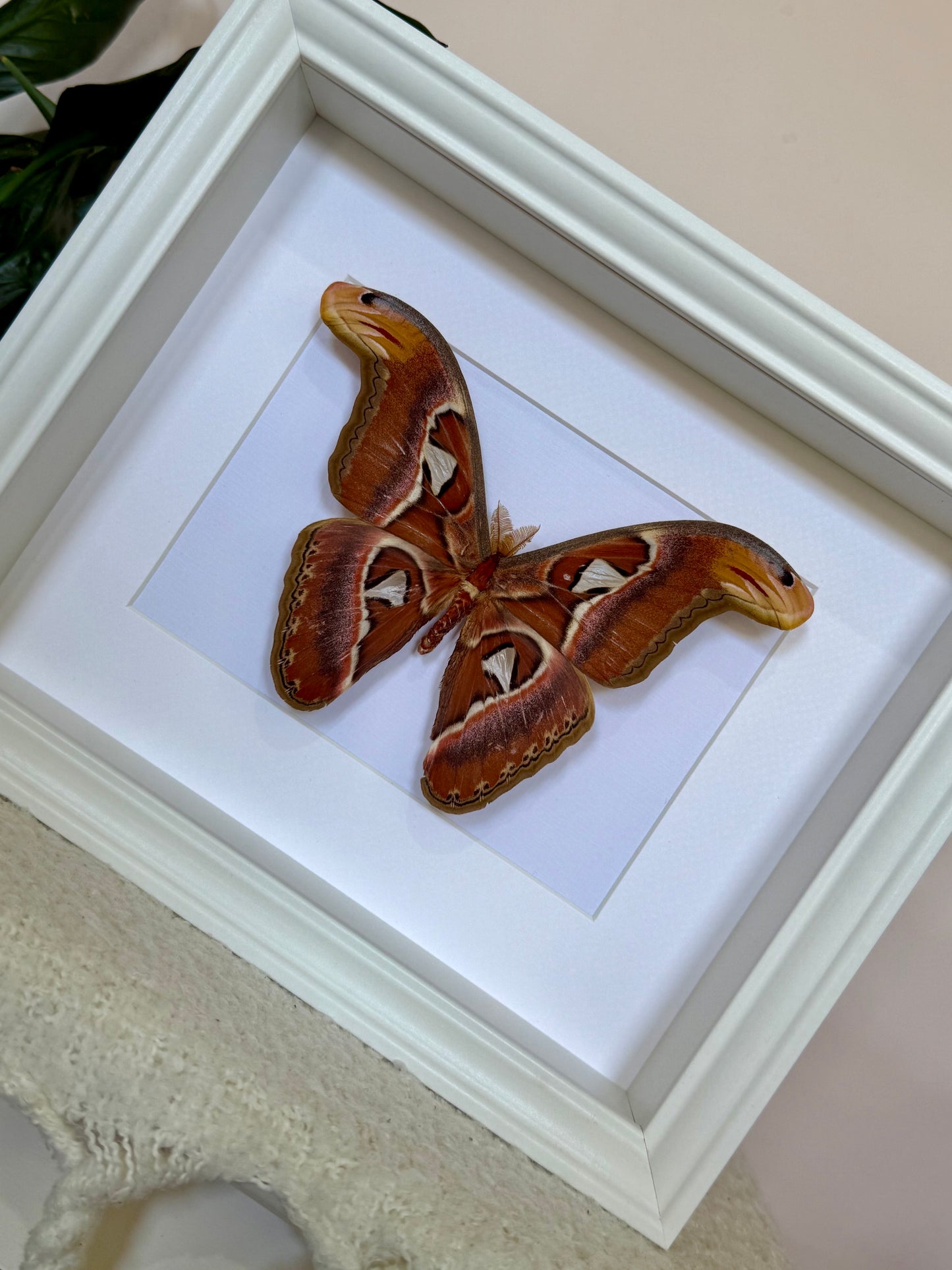 Male Atlas Moth