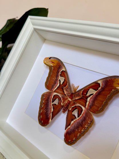 Male Atlas Moth