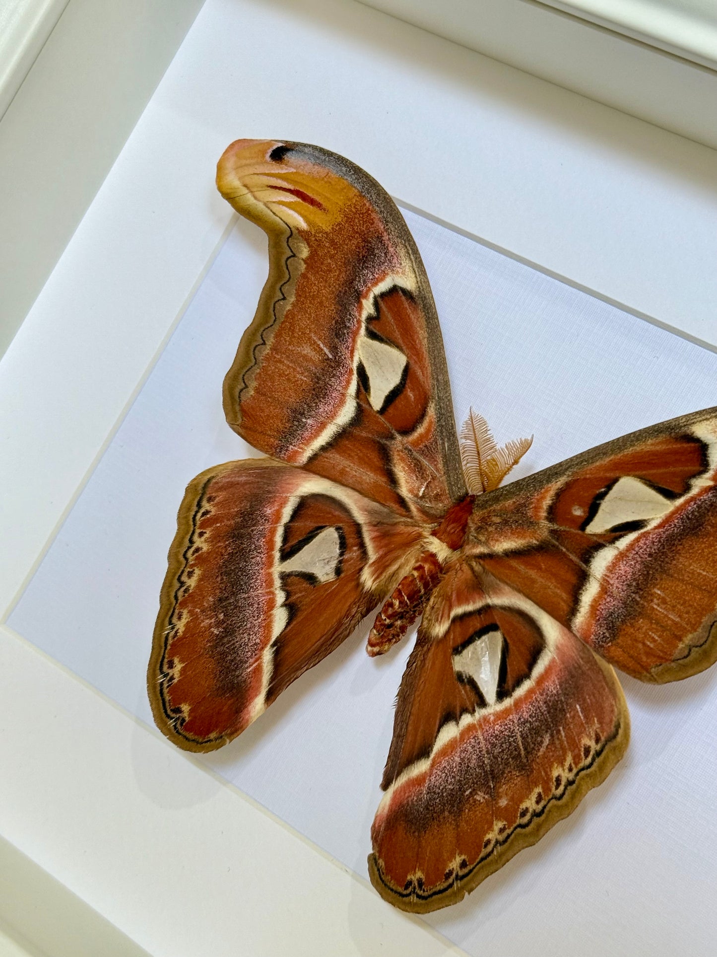 Male Atlas Moth