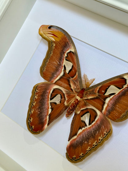 Male Atlas Moth