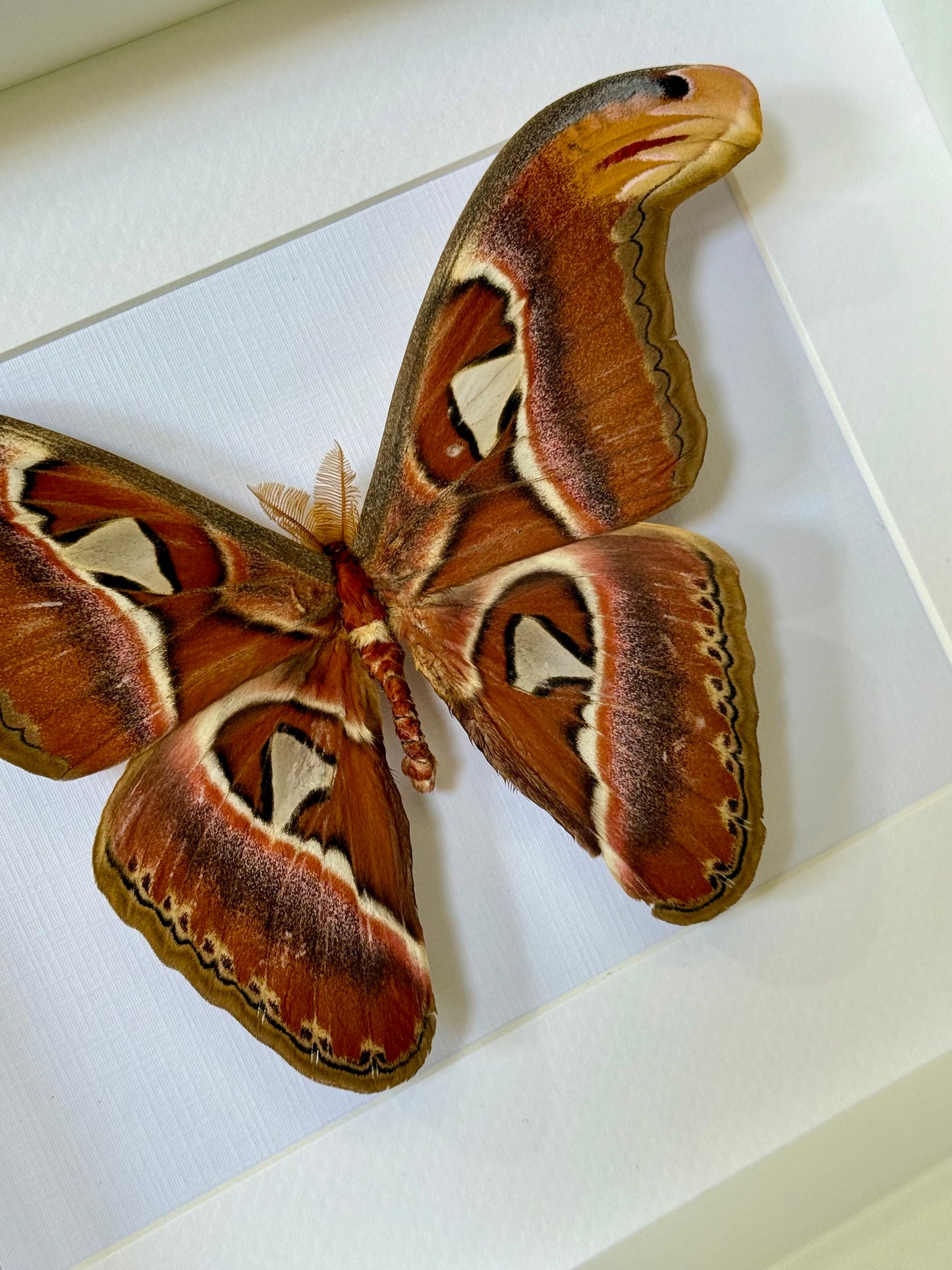 Male Atlas Moth