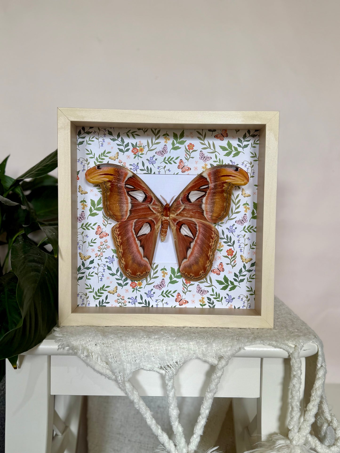 Female Atlas Moth