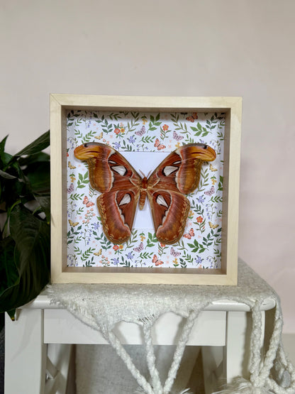 Female Atlas Moth