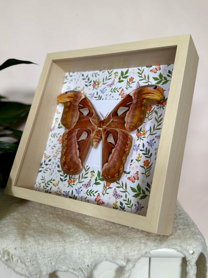 Female Atlas Moth
