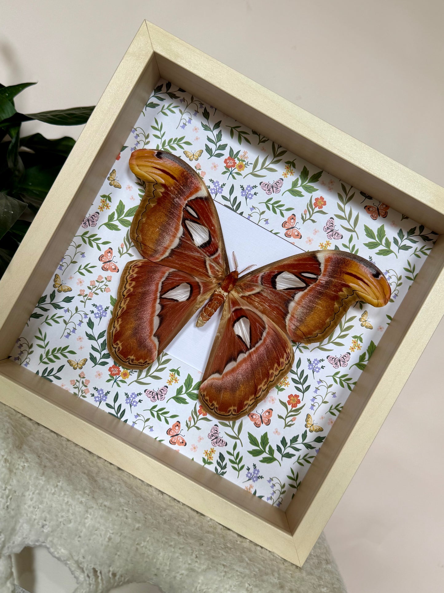 Female Atlas Moth