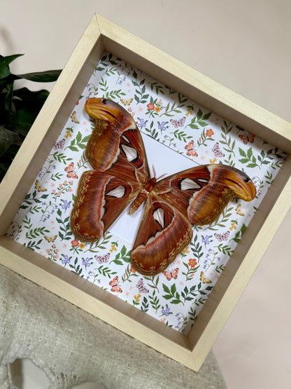Female Atlas Moth