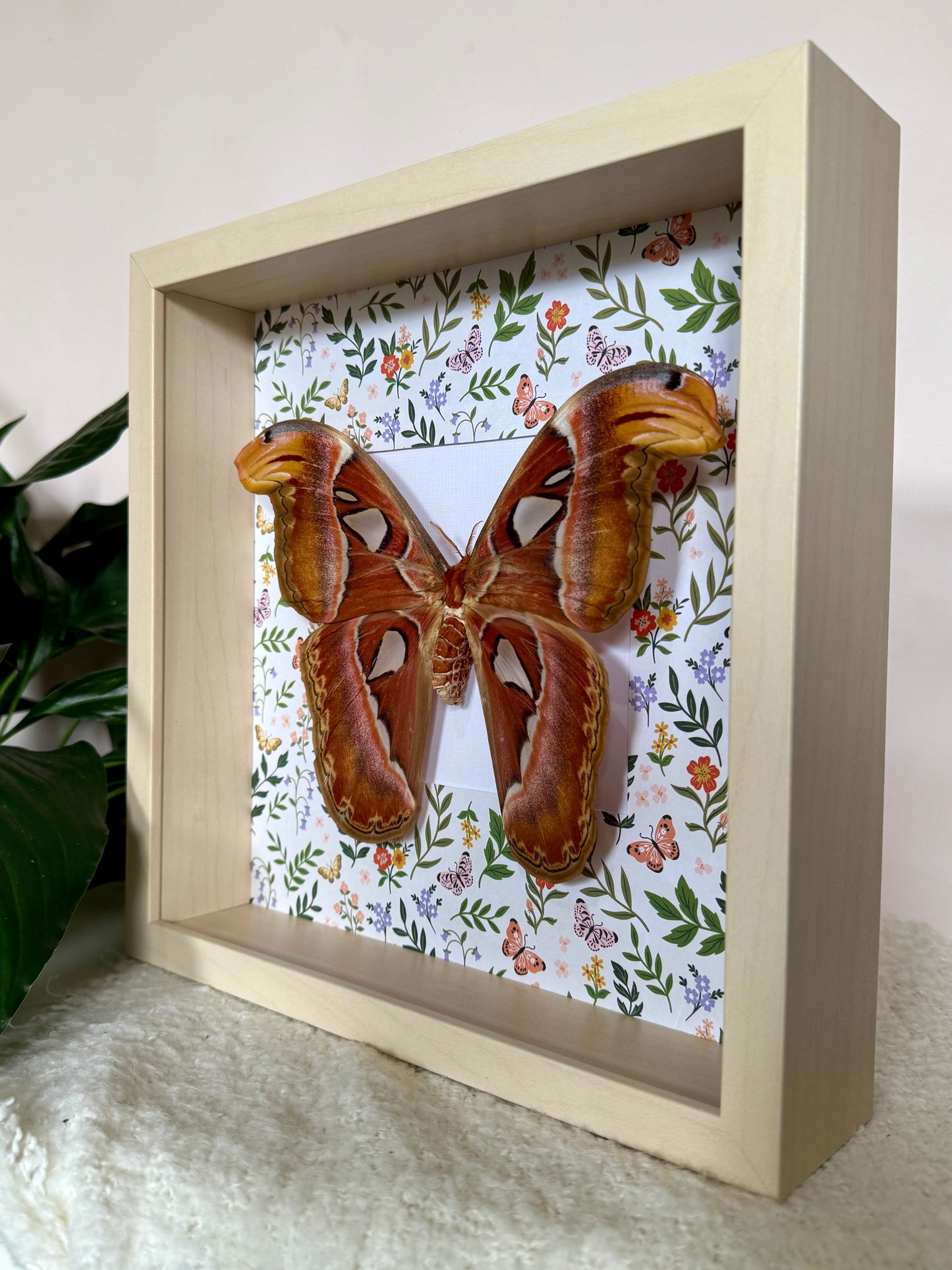 Female Atlas Moth