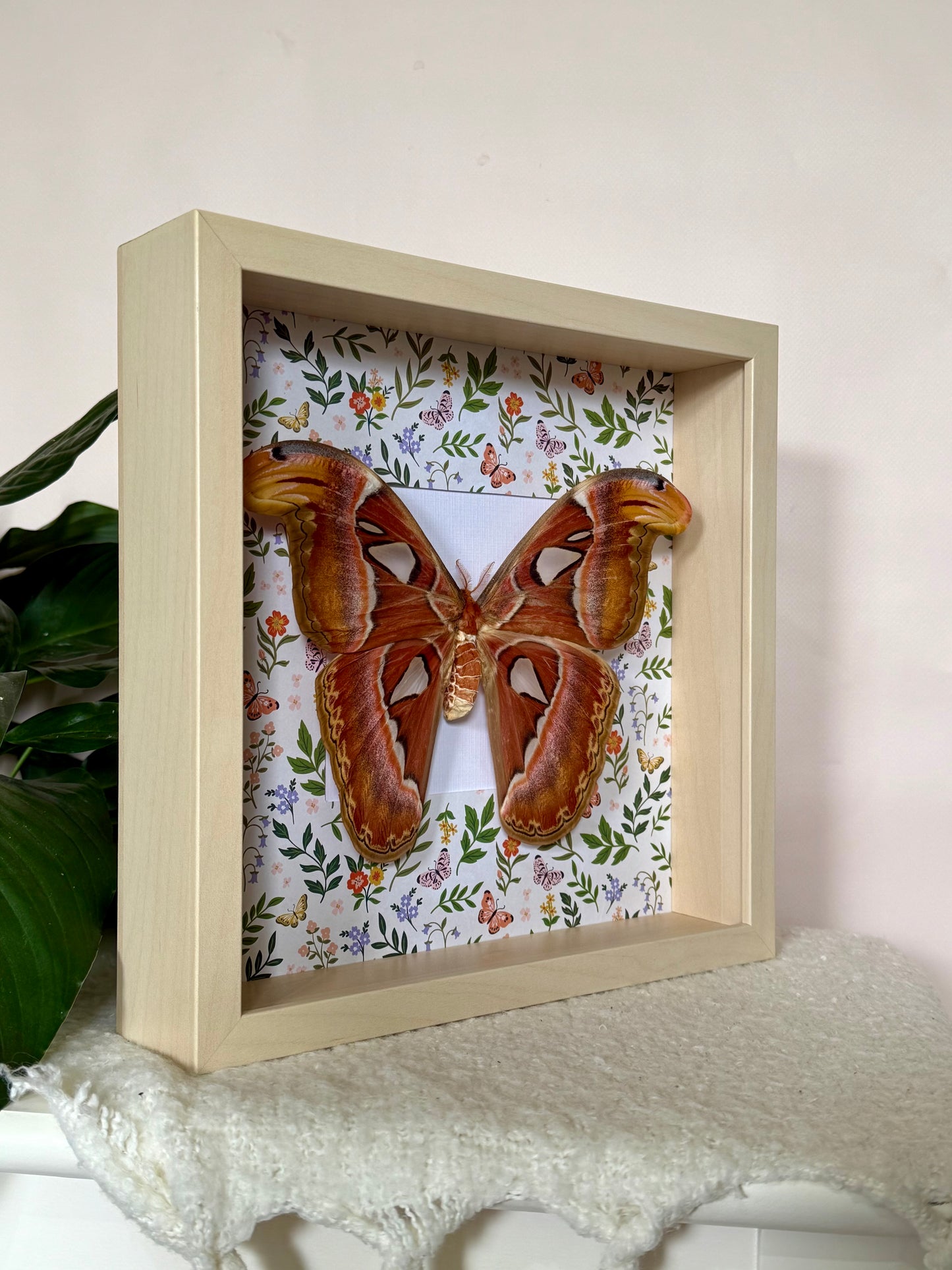 Female Atlas Moth