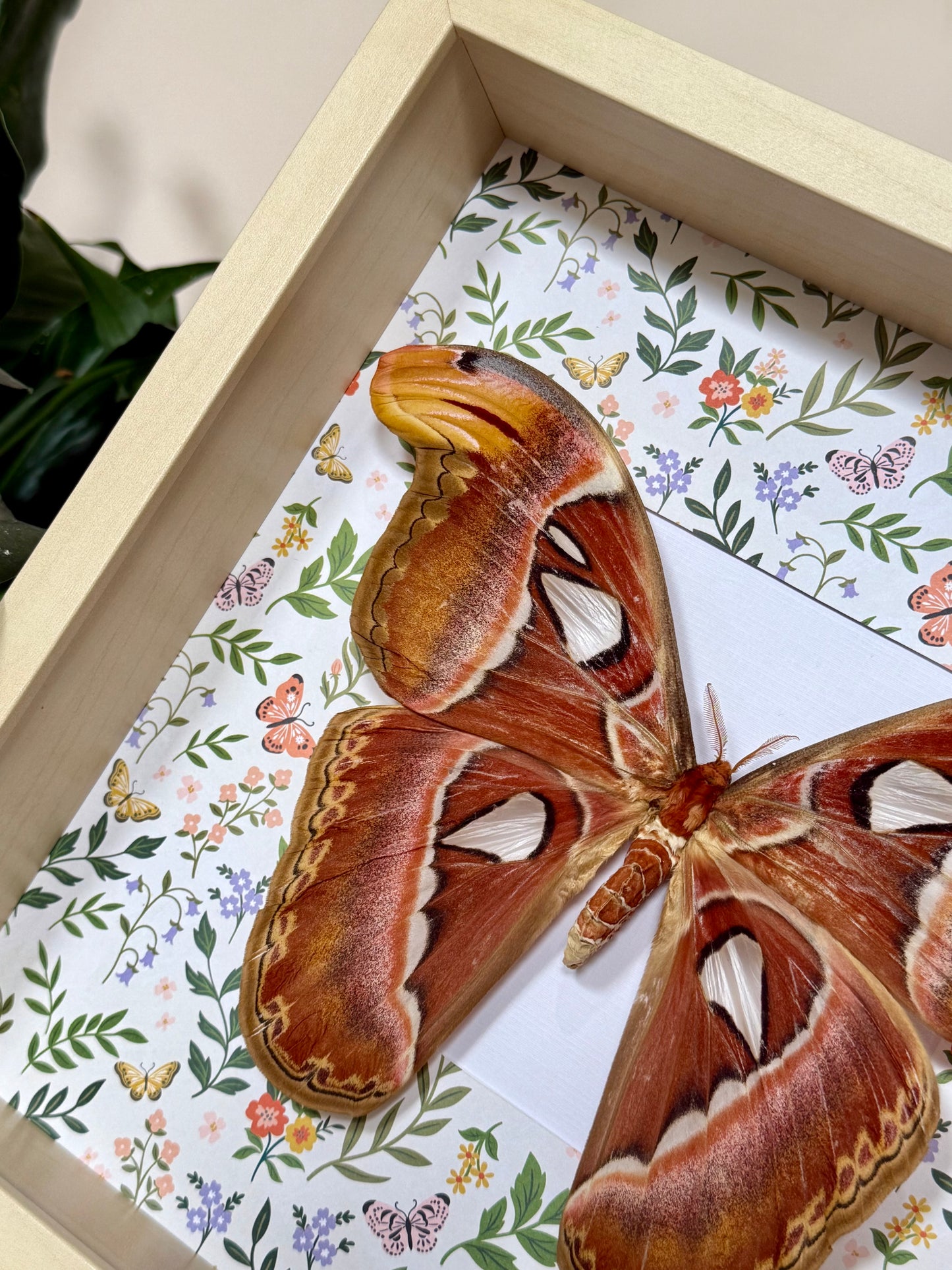 Female Atlas Moth