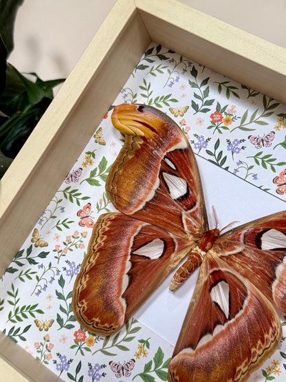 Female Atlas Moth