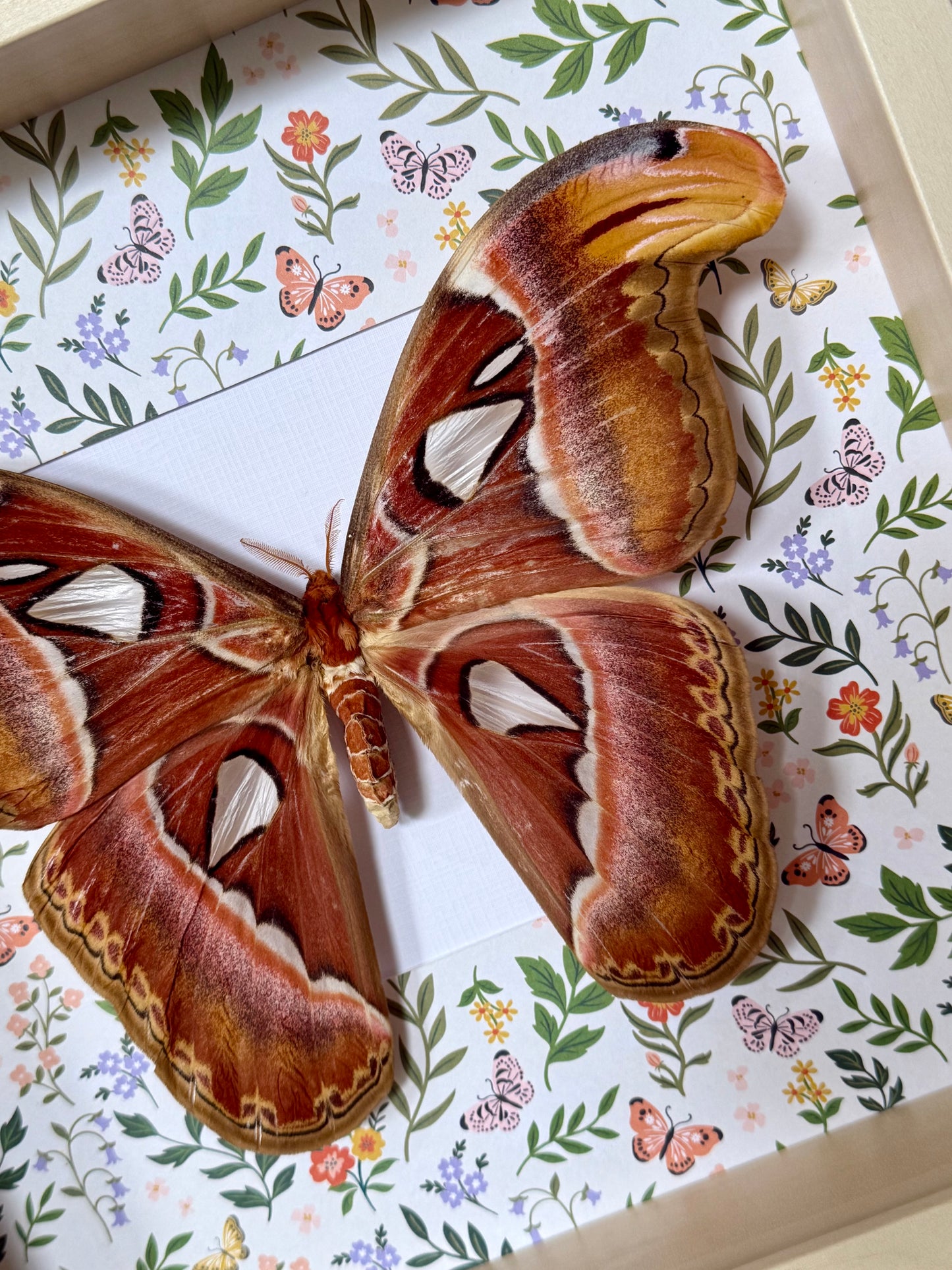 Female Atlas Moth