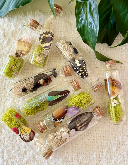 Butterfly Wing Curio Bottle with Moss & Flowers