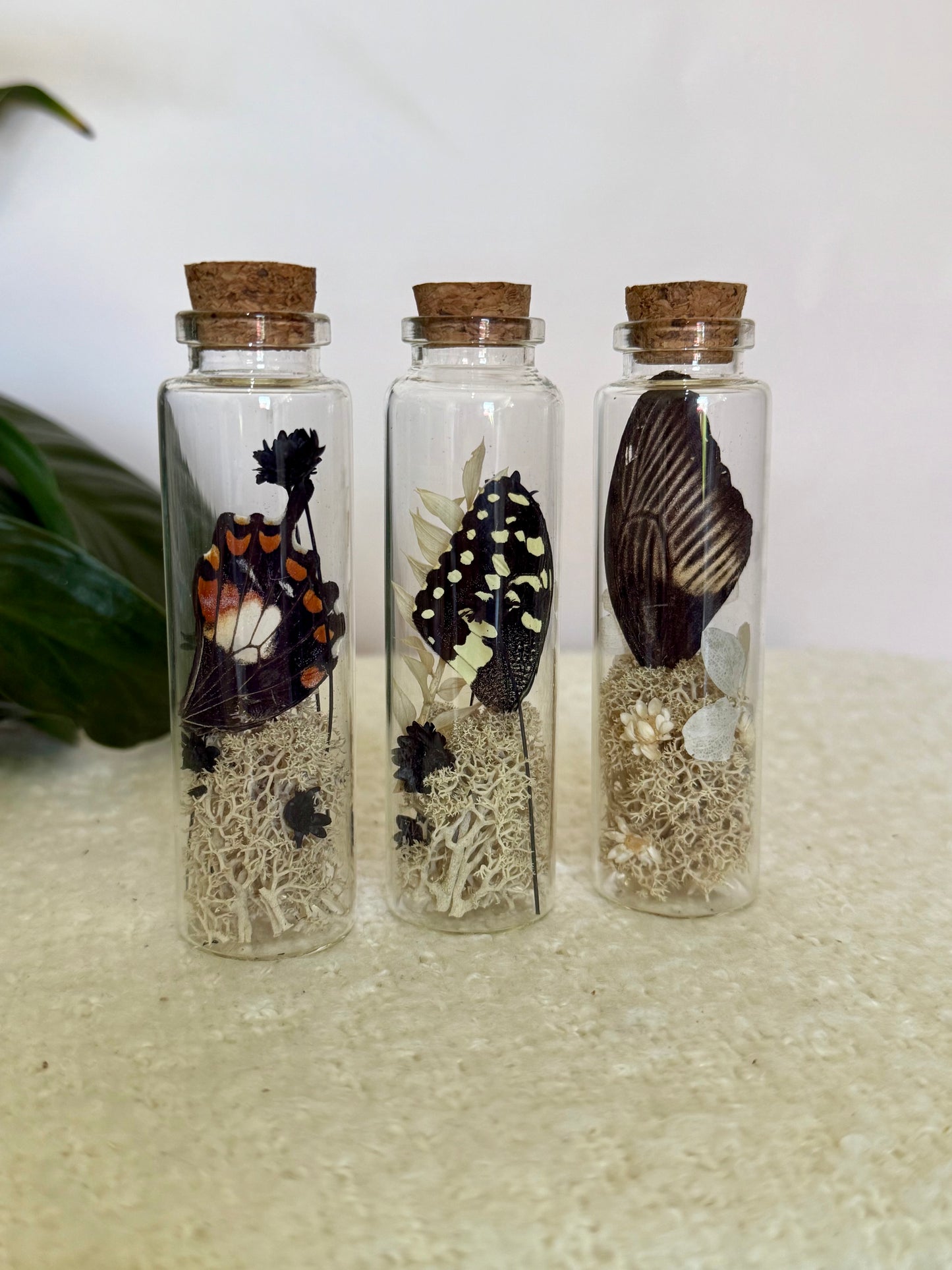Butterfly Wing Curio Bottle with Moss & Flowers