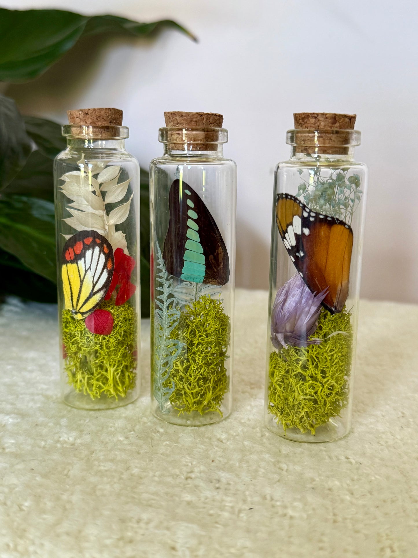Butterfly Wing Curio Bottle with Moss & Flowers