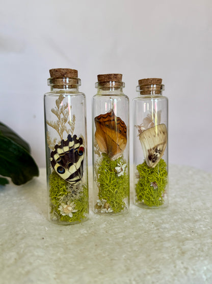 Butterfly Wing Curio Bottle with Moss & Flowers