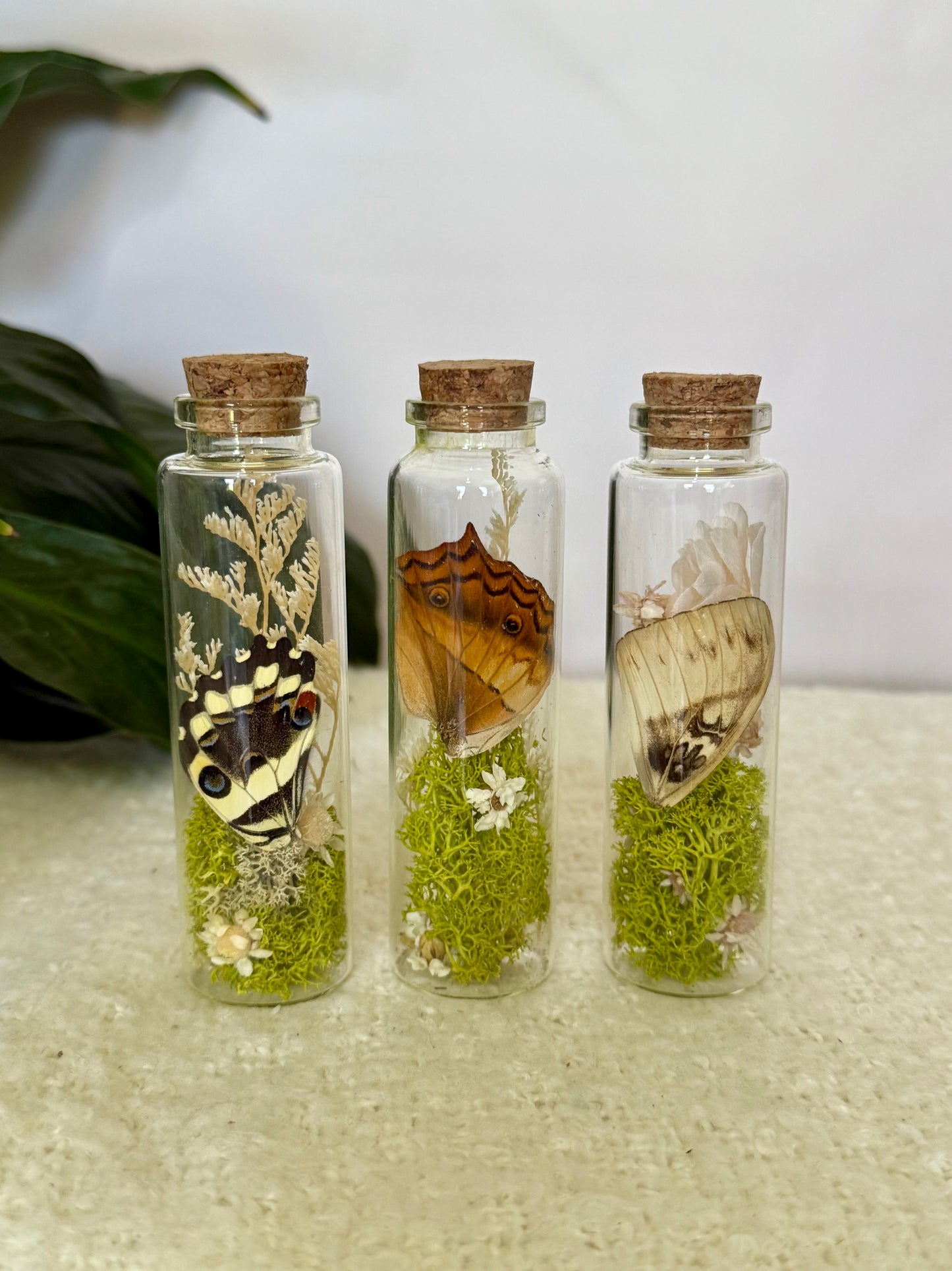 Butterfly Wing Curio Bottle with Moss & Flowers