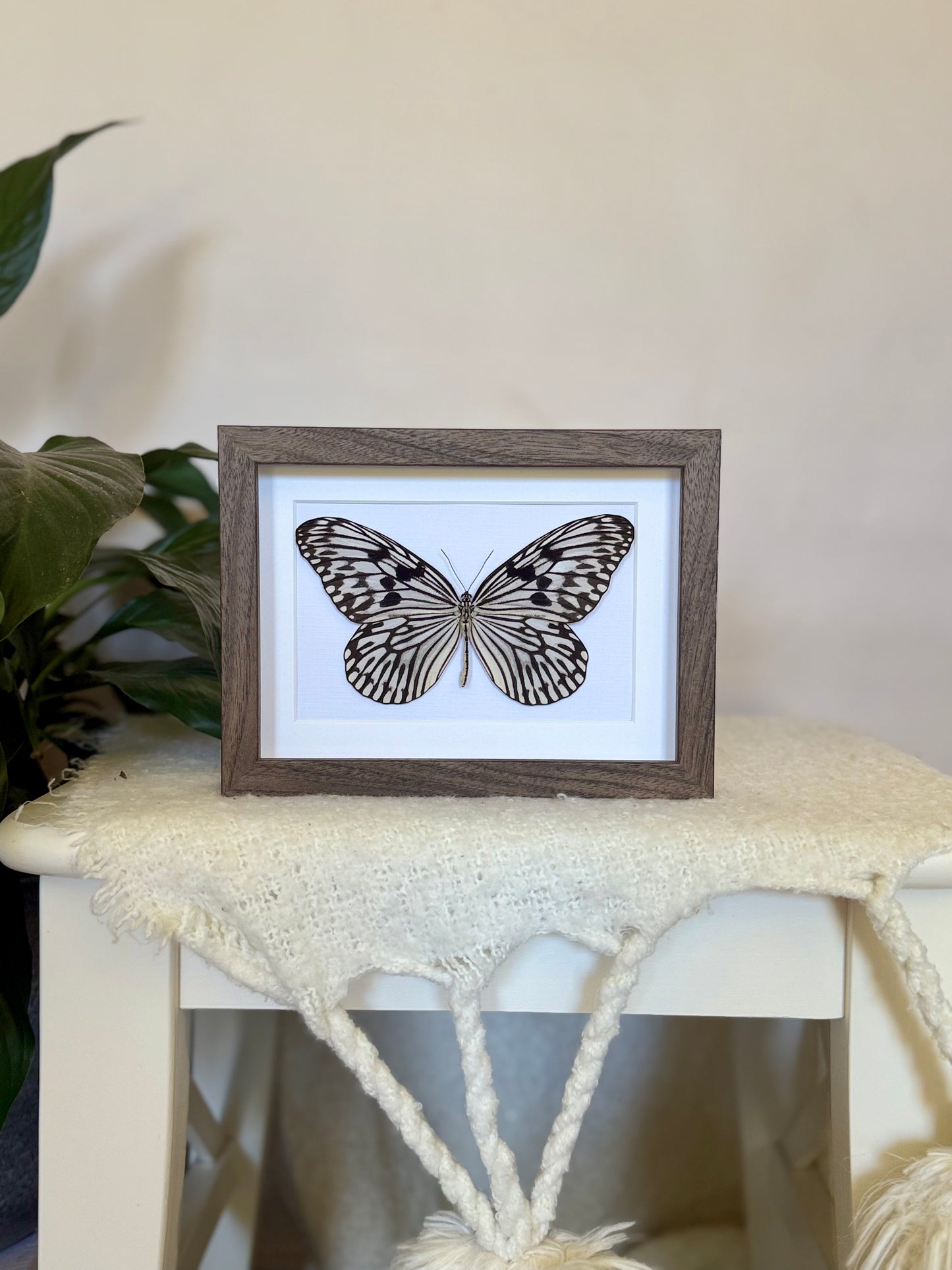 Linnaeus Tree Nymph Butterfly