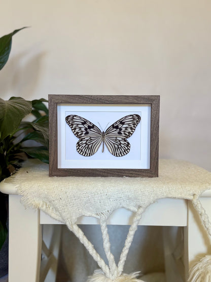 Linnaeus Tree Nymph Butterfly
