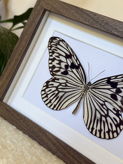 Linnaeus Tree Nymph Butterfly