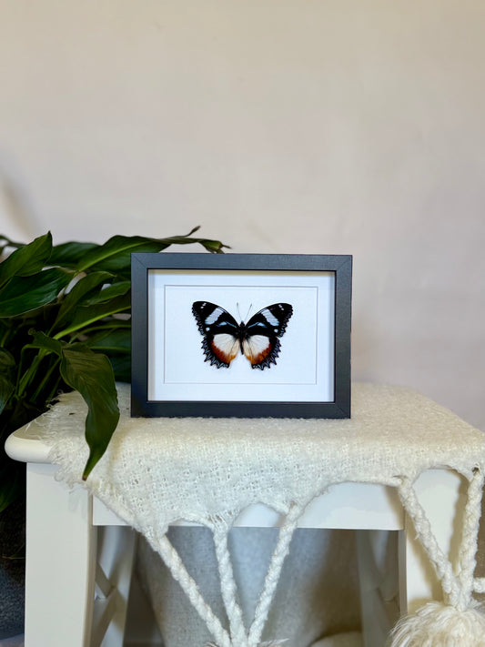 Madagascar Diadem Butterfly