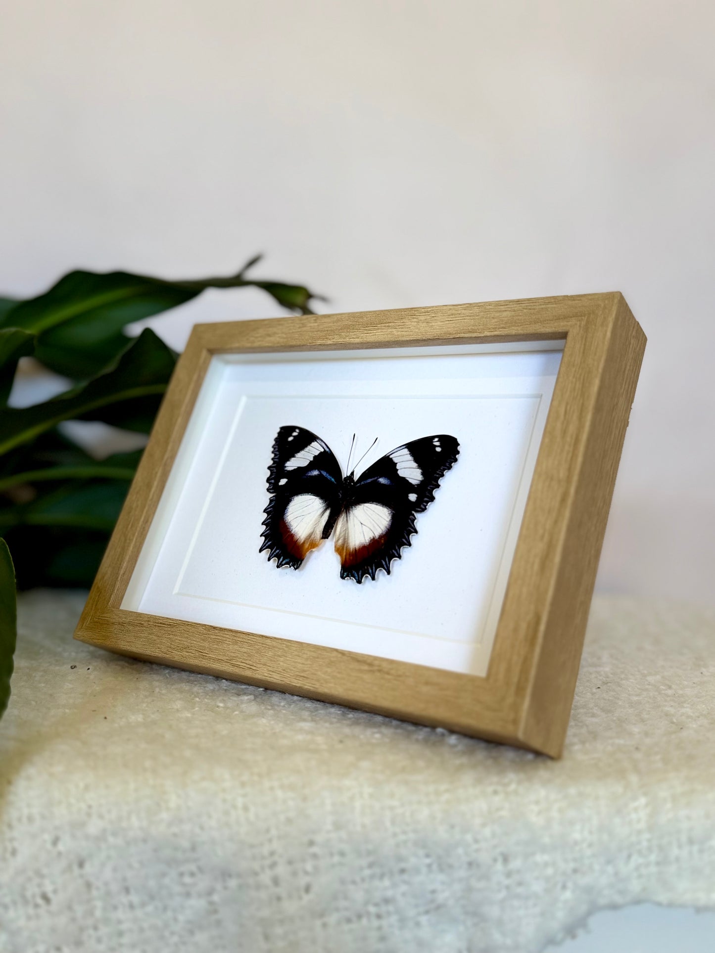 Madagascar Diadem Butterfly