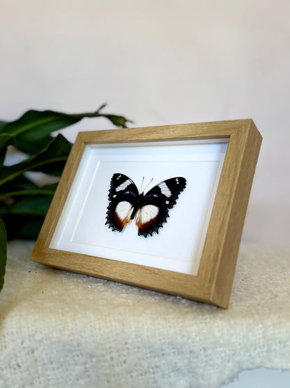 Madagascar Diadem Butterfly