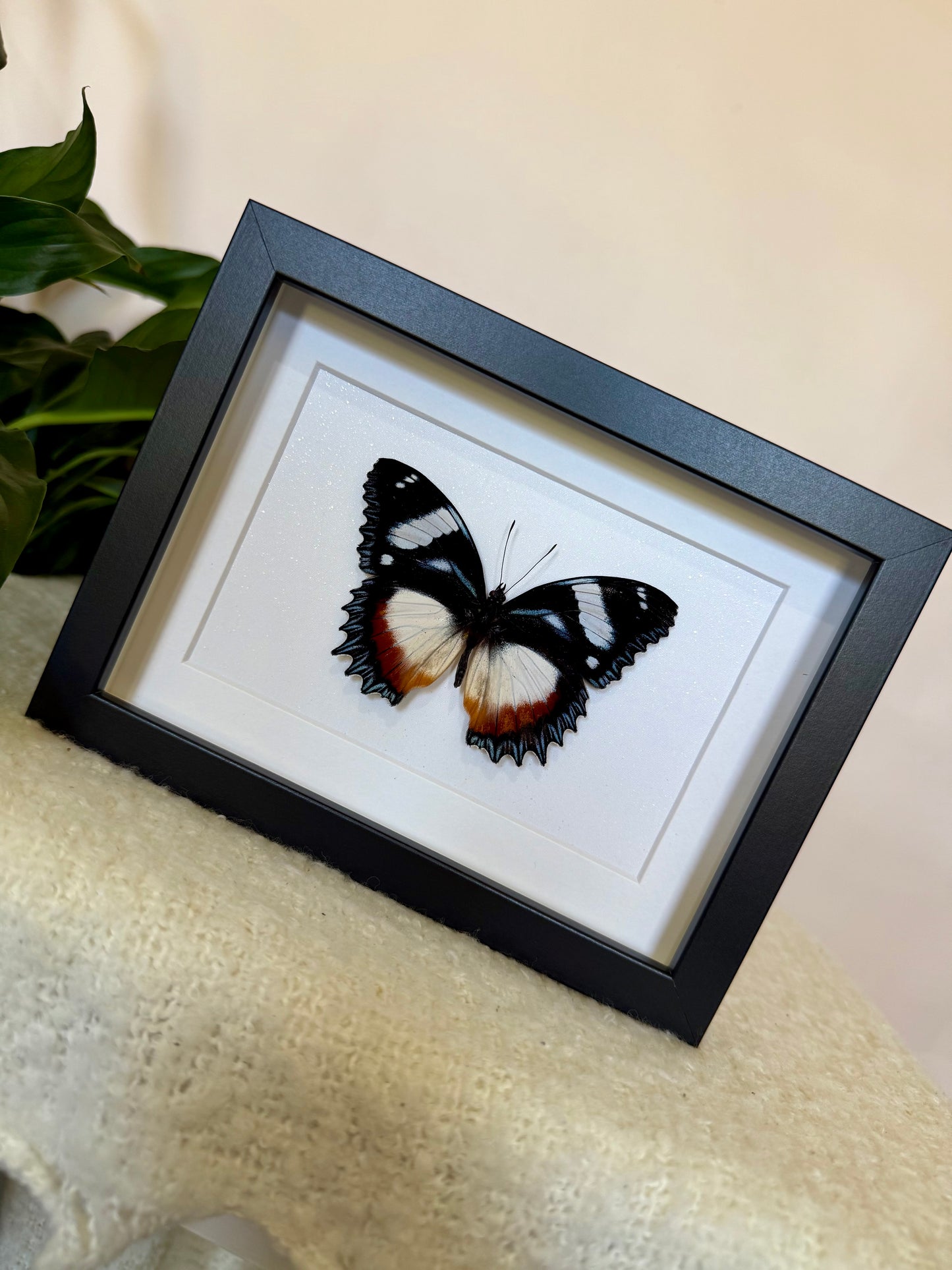 Madagascar Diadem Butterfly