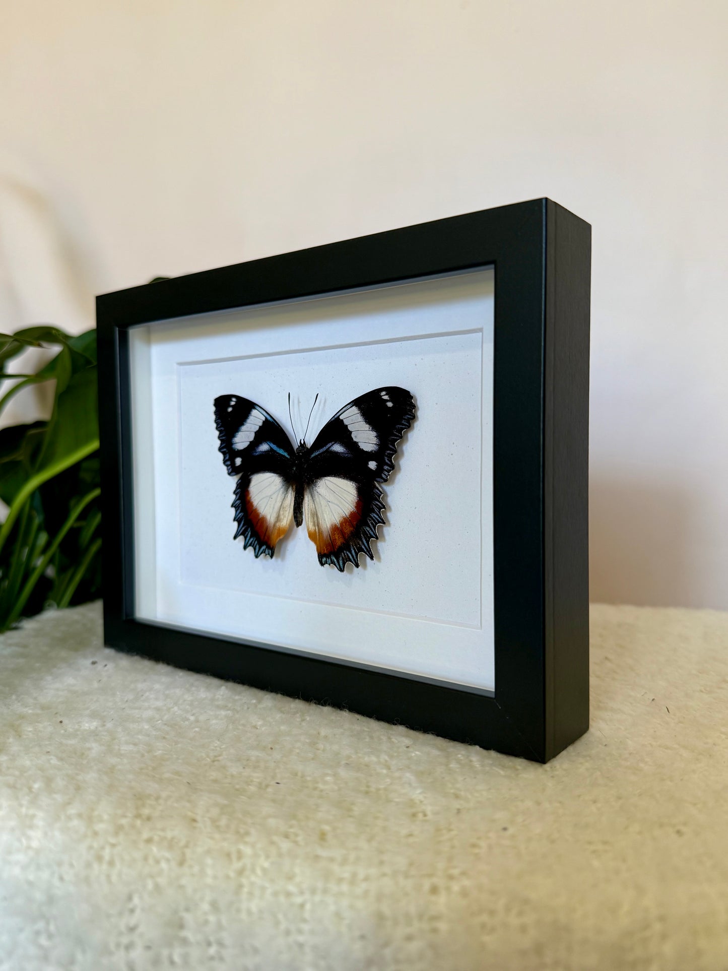 Madagascar Diadem Butterfly