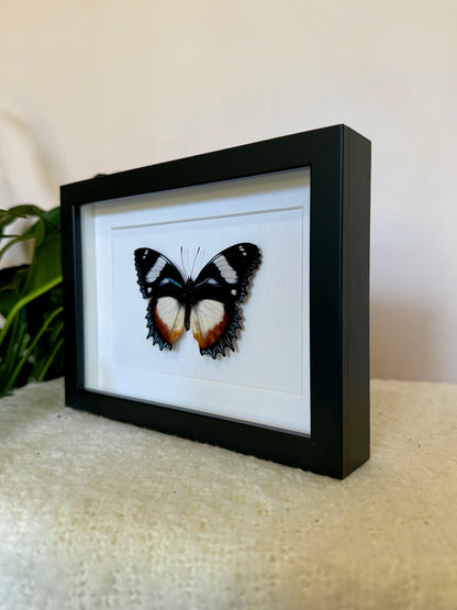 Madagascar Diadem Butterfly